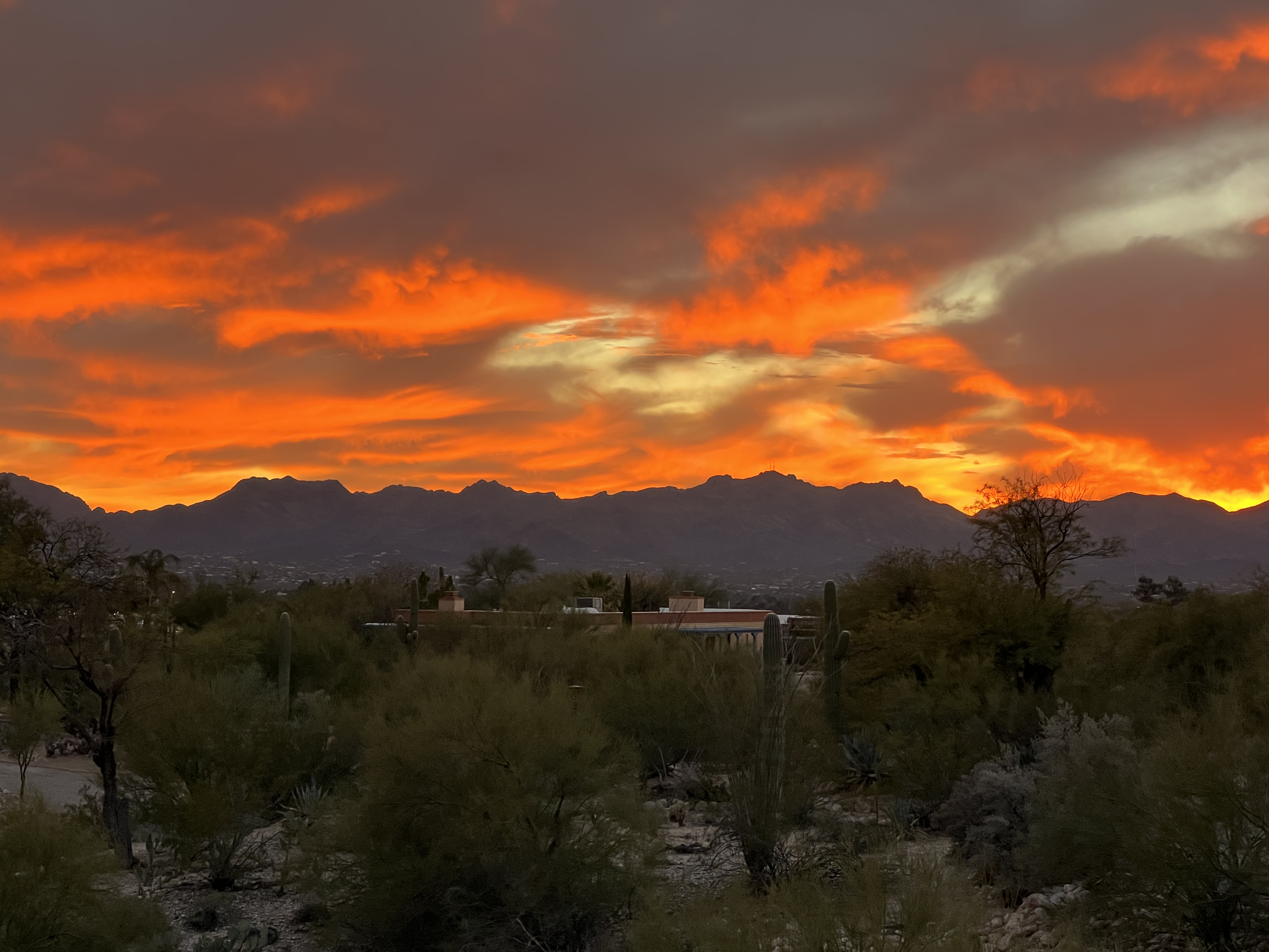 <a href="https://oraclefoothills.neighborhood.online/news">News & Announcements</a> e56a8de5-8193-42f7-8970-0e3bae8bbf68.jpg